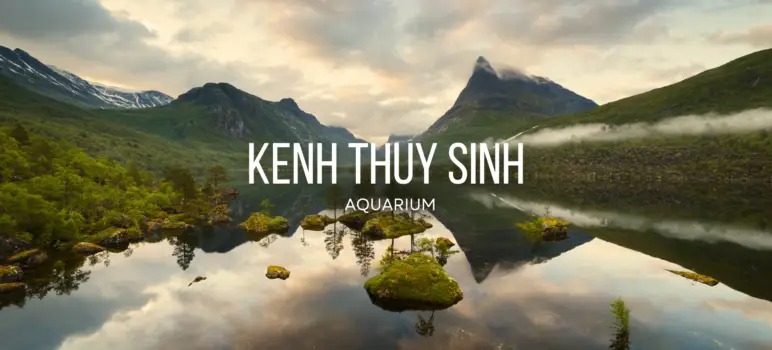 Kỹ thuật nuôi trồng: Kiến thức thủy sinh chuyên sâu về cây và cá tại Kenh247