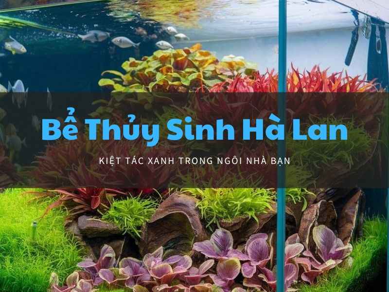 Bí Quyết Chơi Bể Thủy Sinh Hà Lan Cho Người Mới Bắt Đầu