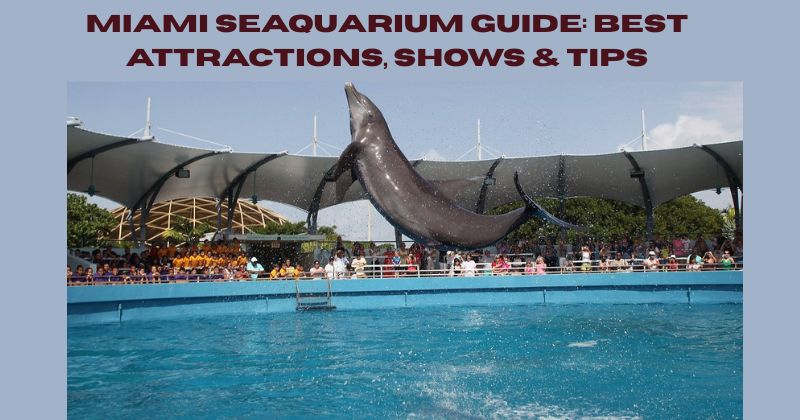 Miami Seaquarium Guide: Best Attractions, Shows & Tips