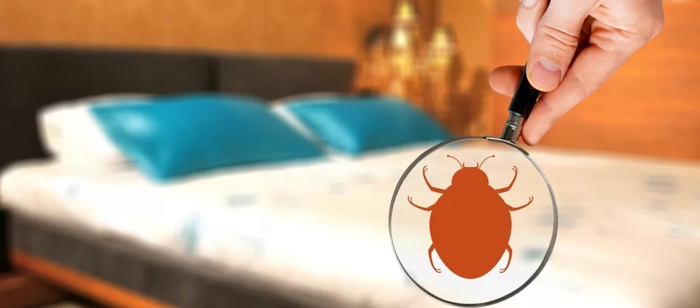 How long does a professional Bed Bug Control Abbotsford treatment take?