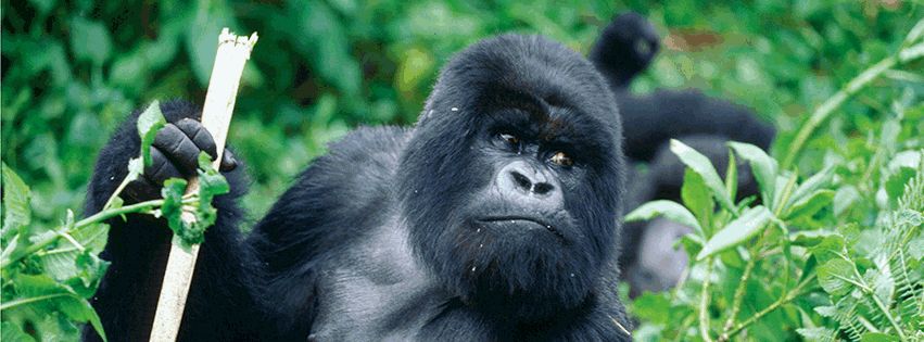 Wildlife Viewing Safaris: Witness Africa’s Living Wilderness