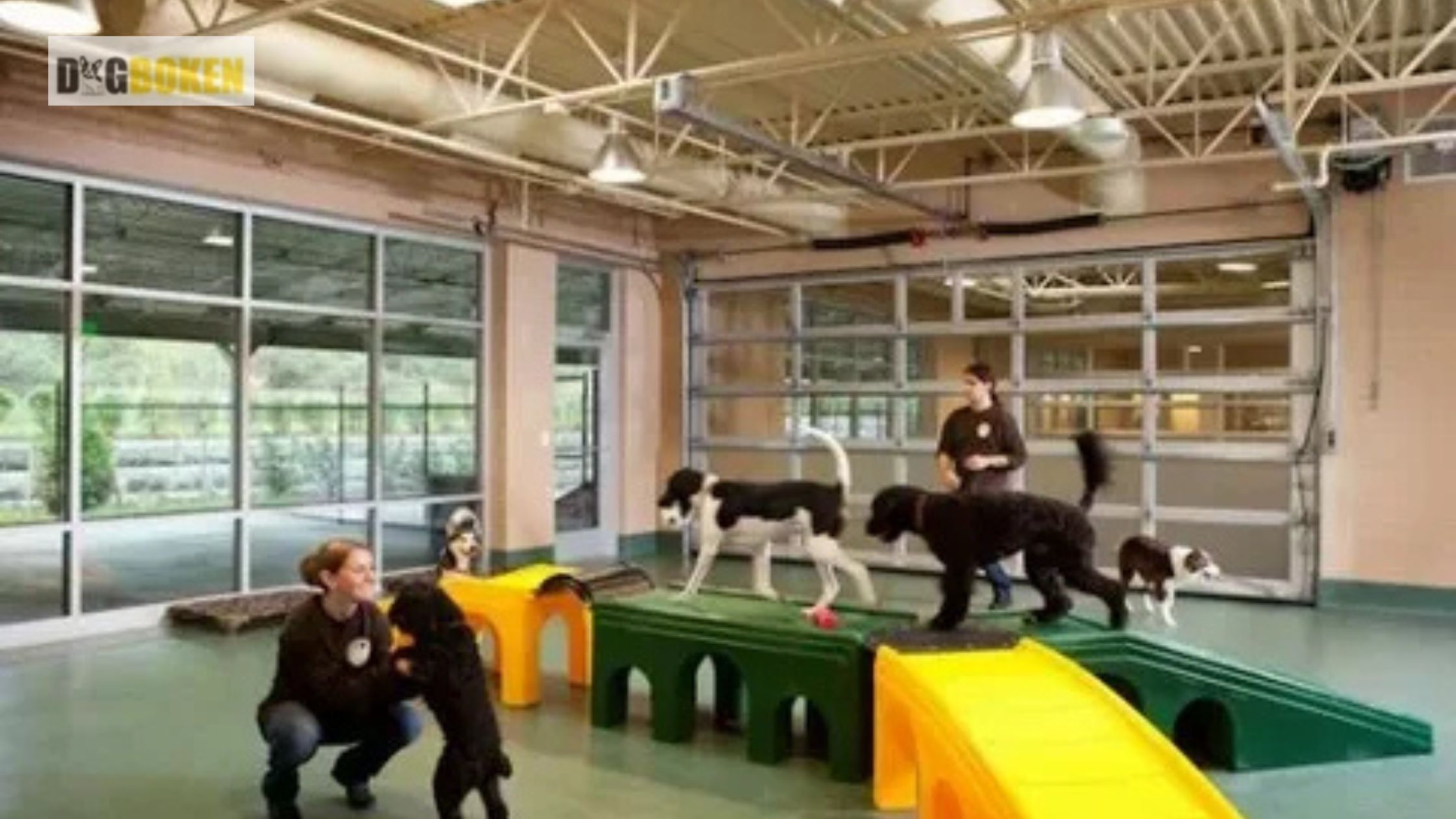 8 Facts About Doggy Daycare 2 Hr Play That Will Surprise You