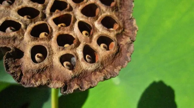 Understanding Trypophobia: The Fear of Small Holes