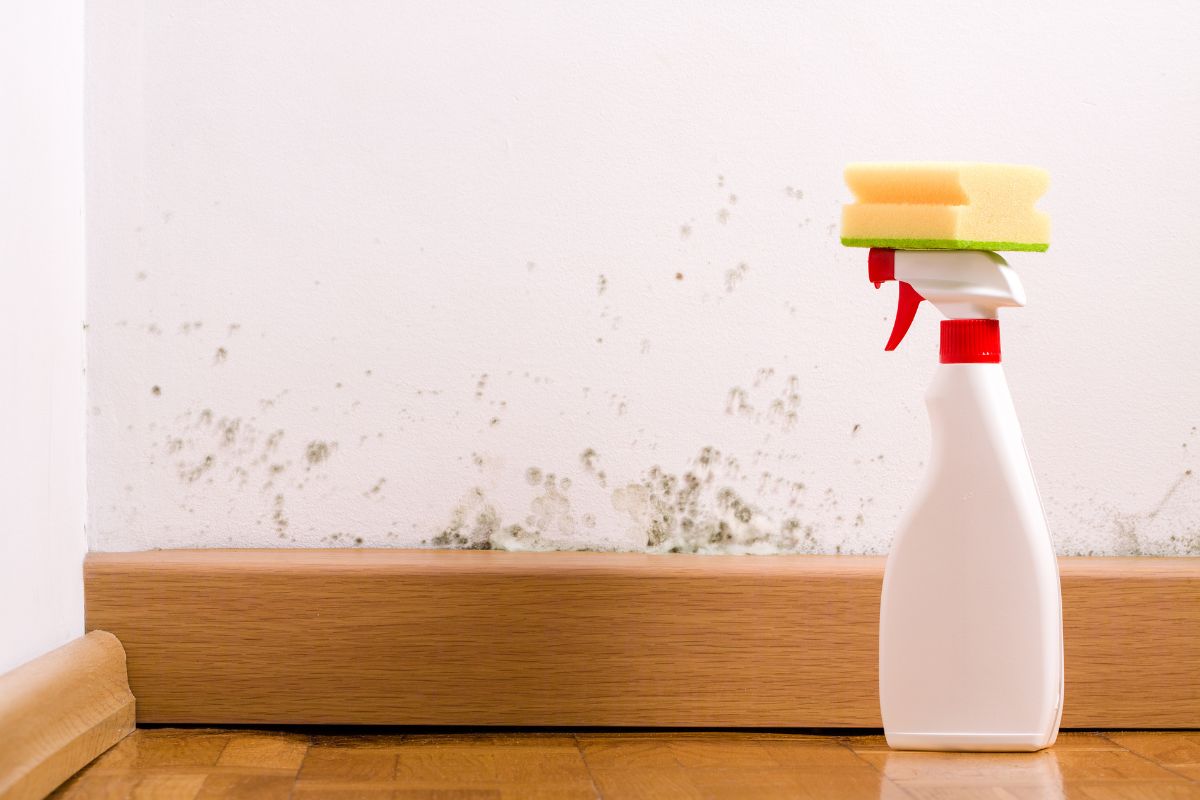Bleach vs. Mold: When Quick Fixes Fail and What Works Instead