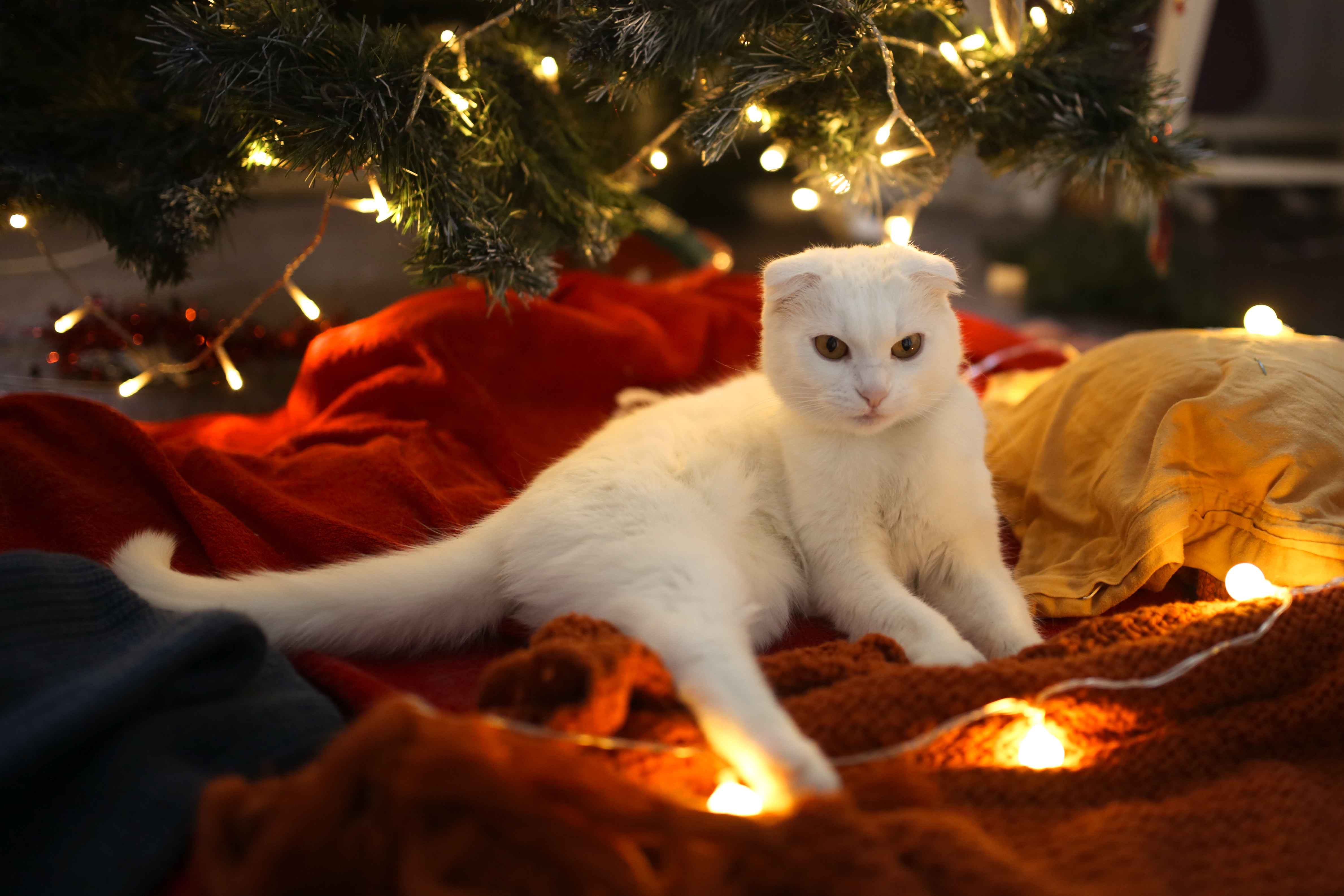 Best Cat Toys: A Guide to Keeping Your Feline Happy
