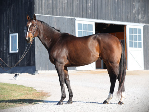 Trained Horses for Sale at Horse Branch Ranch
