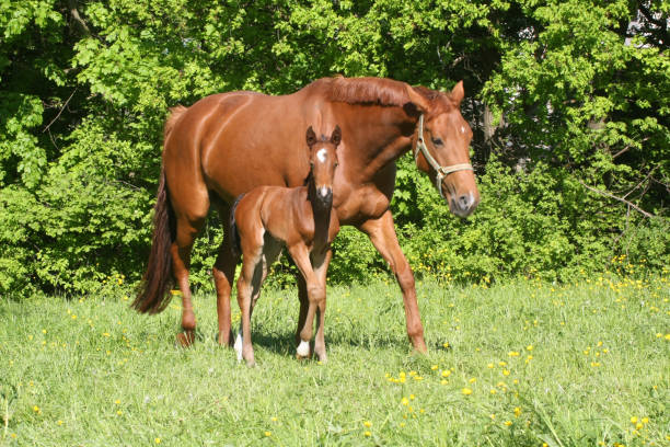 Buy Horses for Sale Online | Trained Horses – Horse Branch Ranch