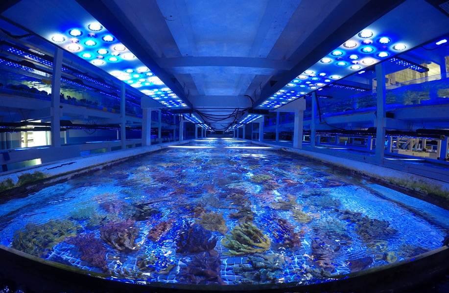 Why a Silent Protein Skimmer Is Essential When You Start an Aquarium