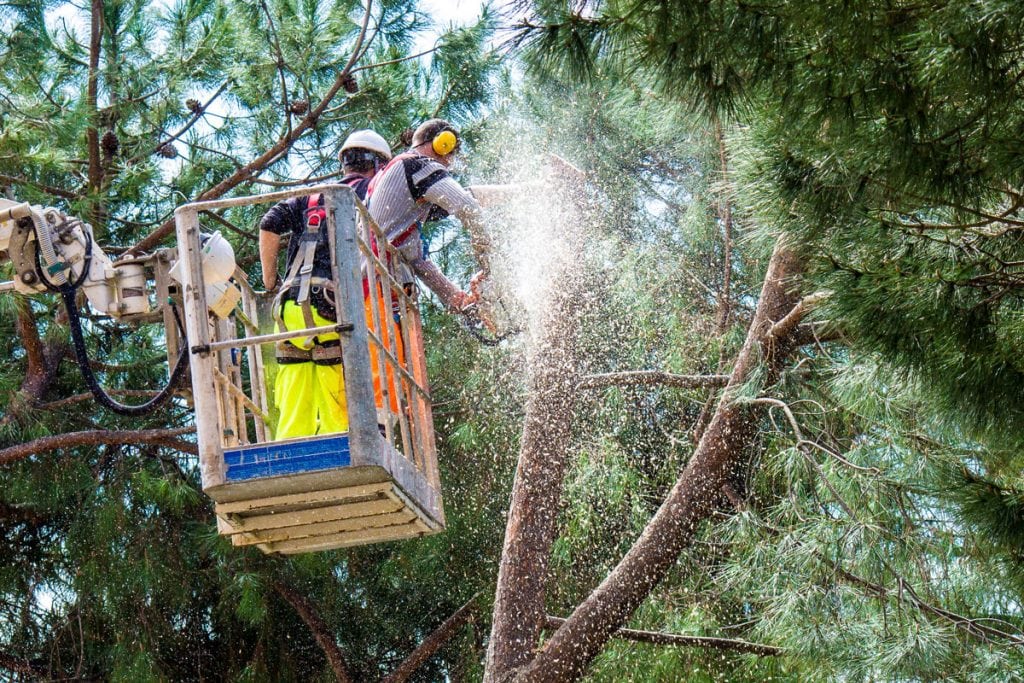 Tree Removal