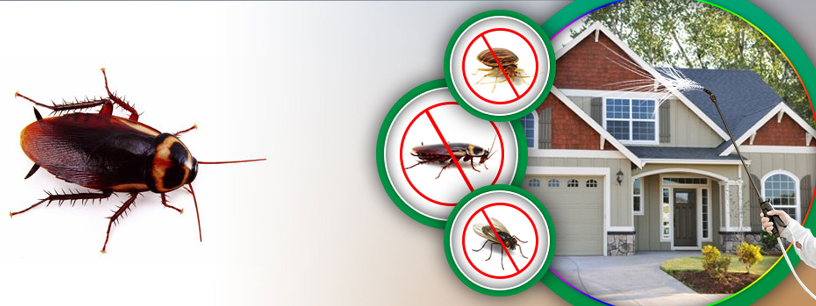Melbourne’s Top Cockroach Control Effective Solutions for a Pest-Free Home