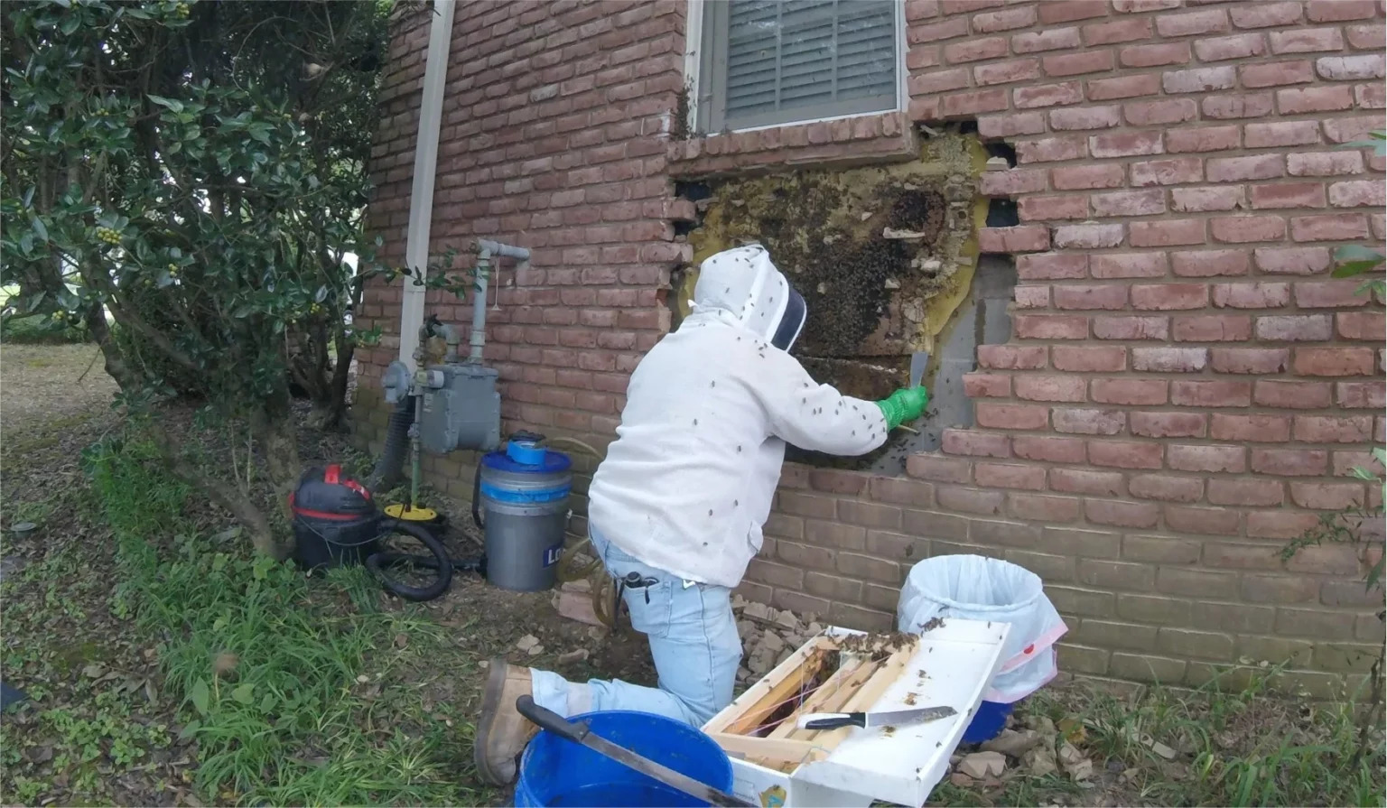 The Buzz About Bee Removal Why Timely Intervention Matters