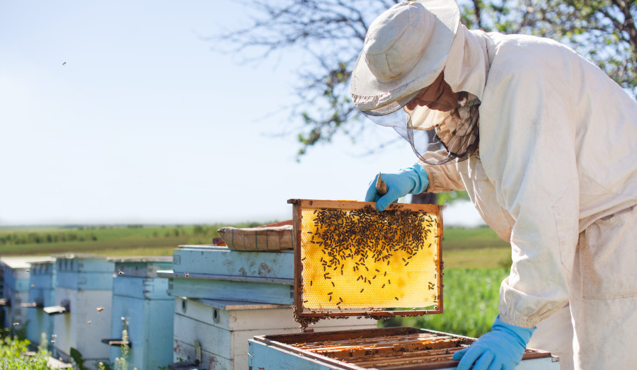 Bee Removal 5 Proven Methods For A Successful Operation