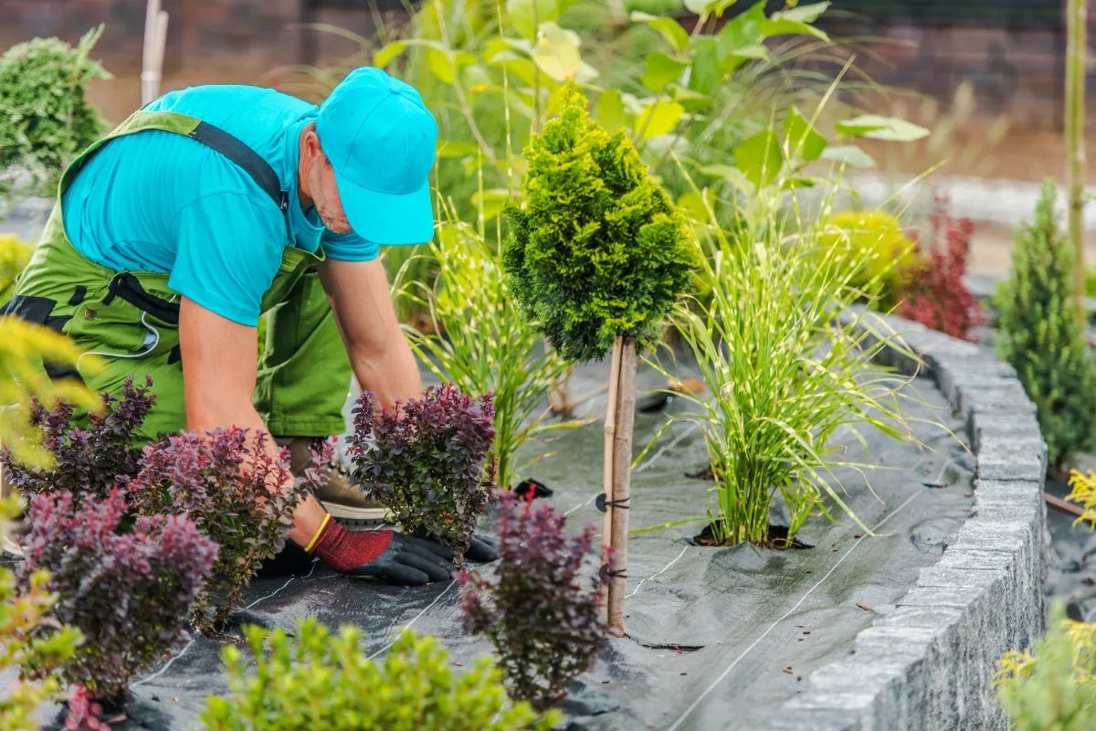 Healthy Lawns Start Here: Expert Lawn Mowing and Maintenance in Buffalo NY