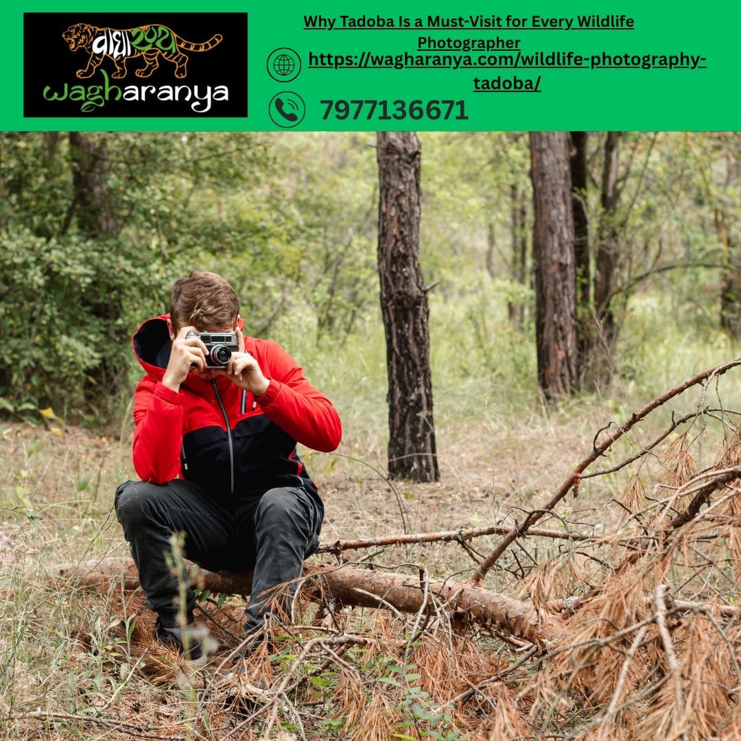 Why Tadoba Is a Must-Visit for Every Wildlife Photographer