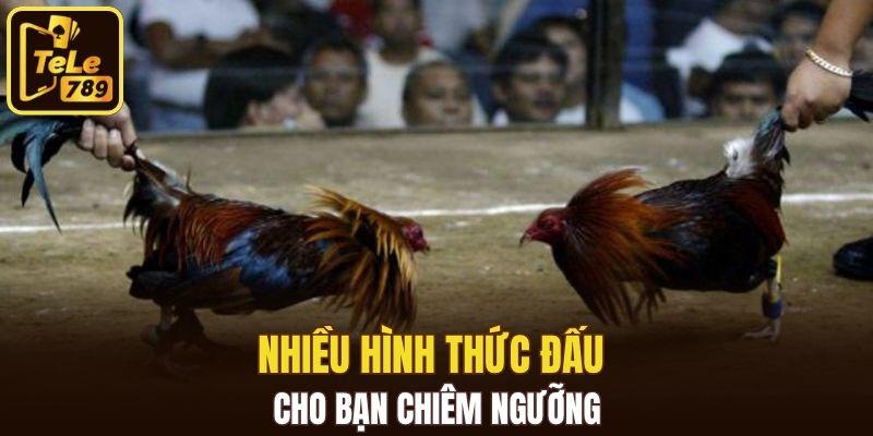 Đá Gà CPC1 - Nơi Hội Tụ Những Tay Chơi Hàng Đầu