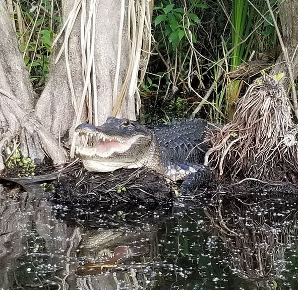 The Wild Side of Miami Most Tourists Never See