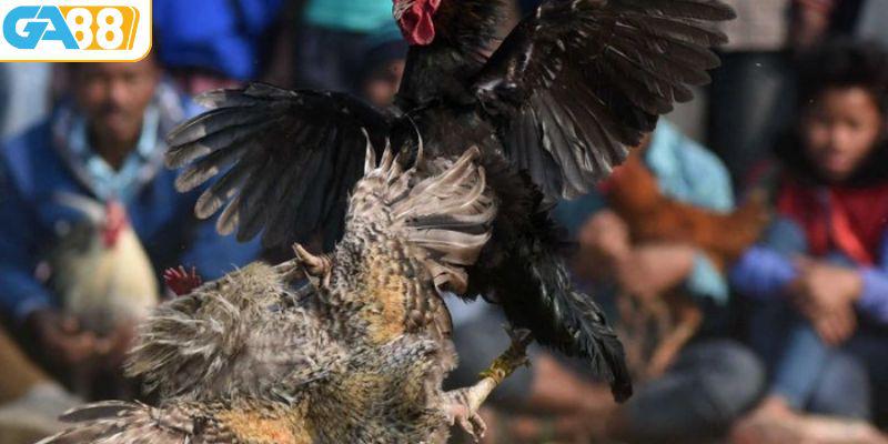 Đá Gà 88 - Nơi Hội Tụ Đam Mê Chọi Gà
