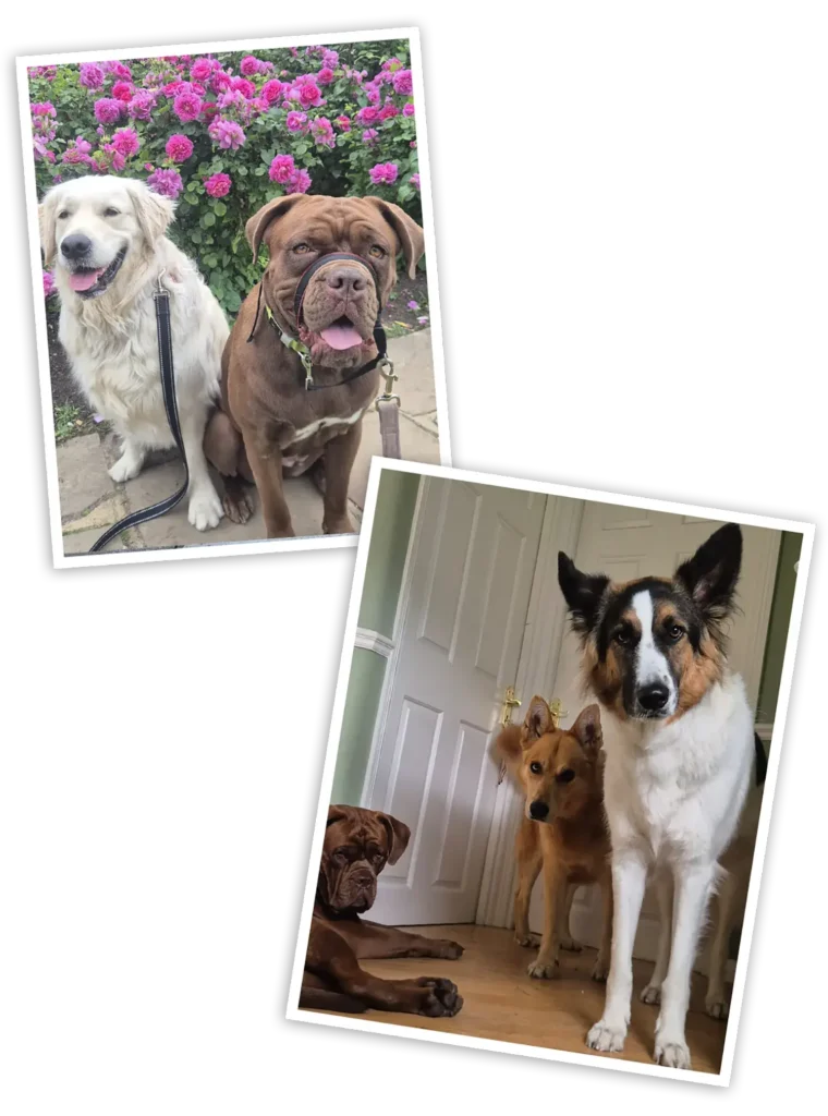 Understanding Dog Walking and Boarding Prices in the UK