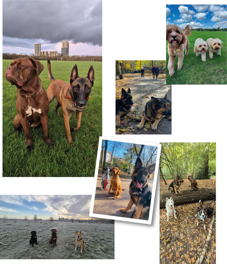 Dog Walking and Boarding in Kensington & Hammersmith