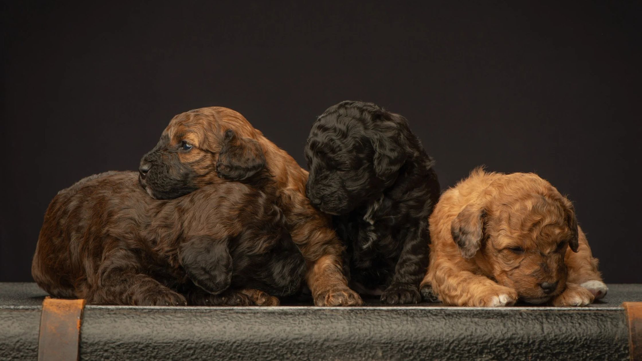 Why Responsible Breeding Matters When Buying a Miniature Goldendoodle