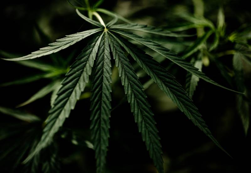 Best 5 Cannabis Strains in 2025: What’s Best & Why
