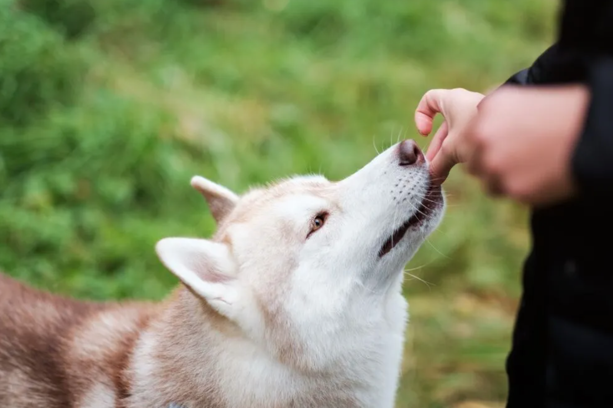 CBD Gummies for Dogs to Calm Down™: 2mg/kg Dose Cuts Noise Phobia Behaviors