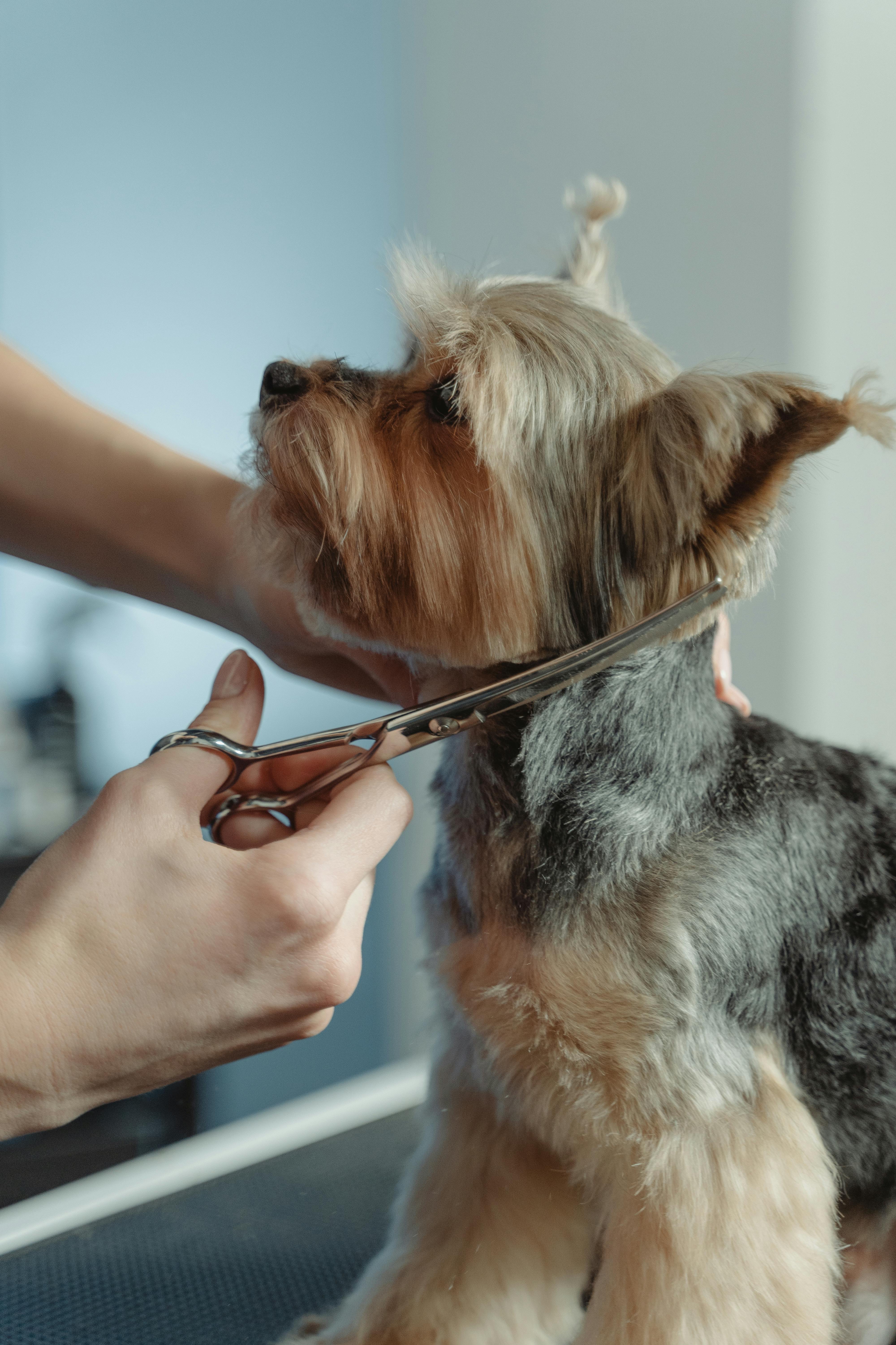 Best Mobile Pet Grooming Services: What Makes Them So Popular?