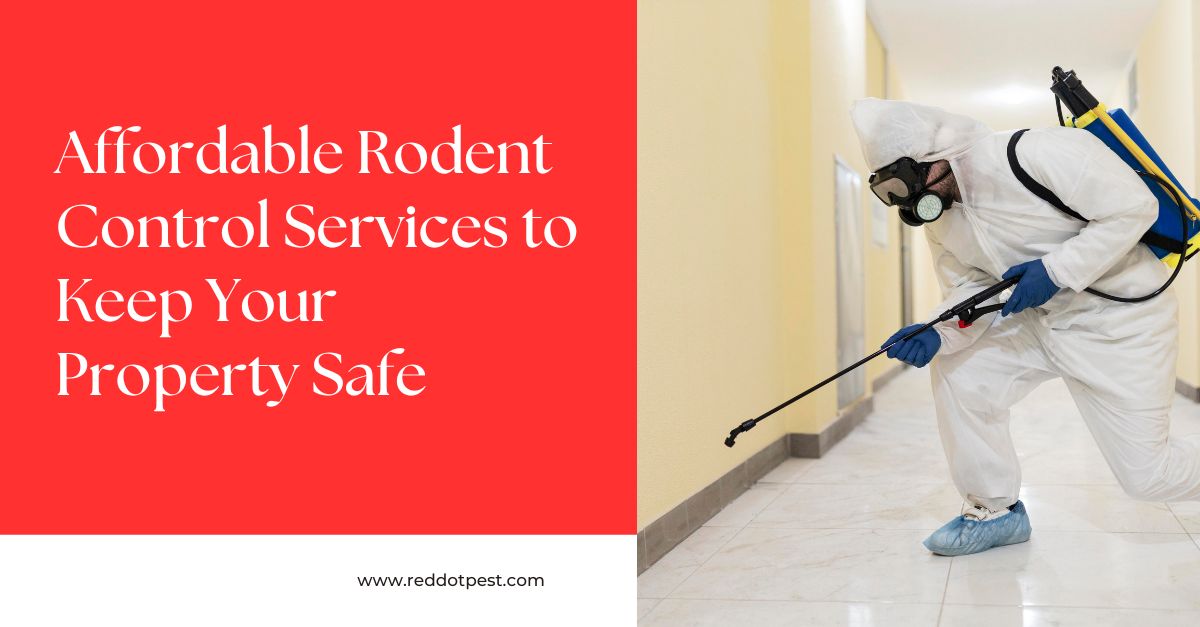 Affordable Rodent Control Services to Keep Your Property Safe