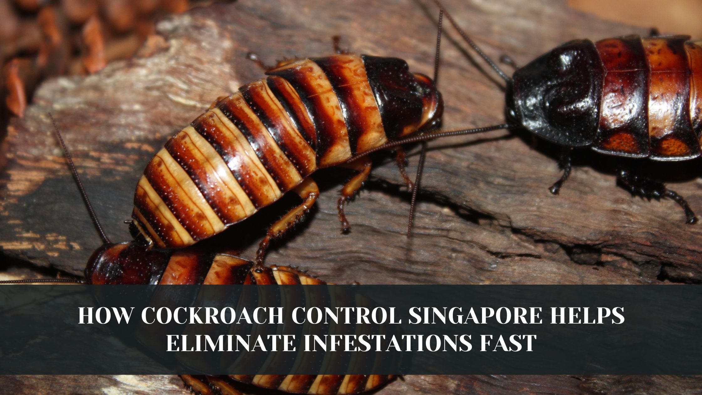 How Cockroach Control Singapore Helps Eliminate Infestations Fast