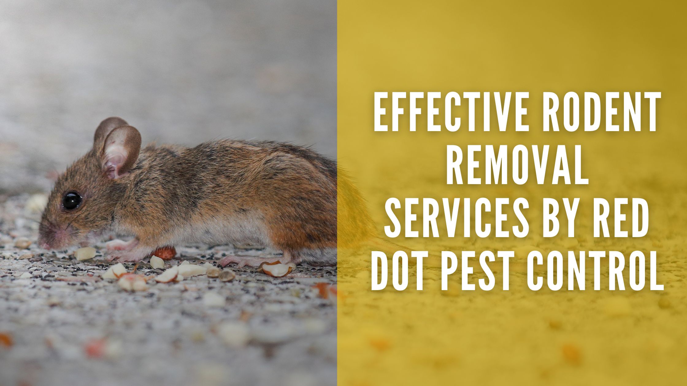 Effective Rodent Removal Services by Red Dot Pest Control