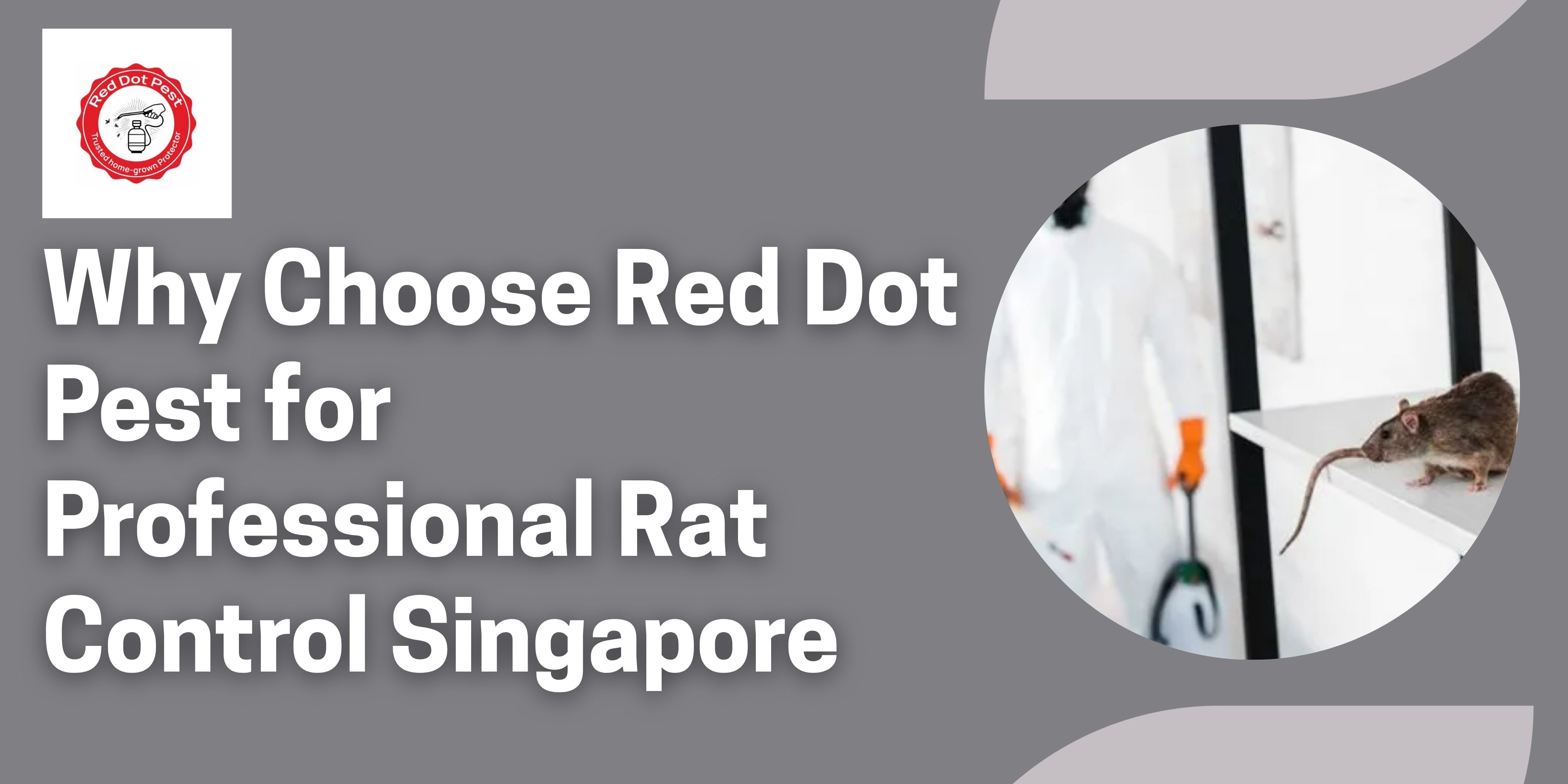 Why Choose Red Dot Pest for Professional Rat Control Singapore