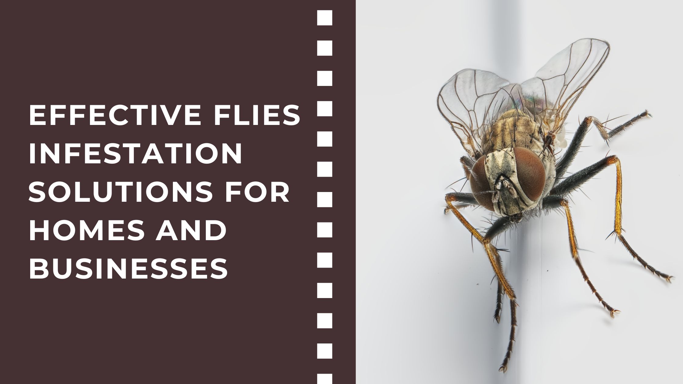 Effective Flies Infestation Solutions for Homes and Businesses