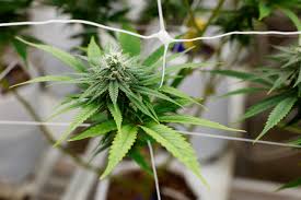 Best Colorado Dispensaries 2025 – Products, Prices & Visitor Guide