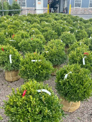 Your Reliable Source for Plants and Landscaping in Buffalo