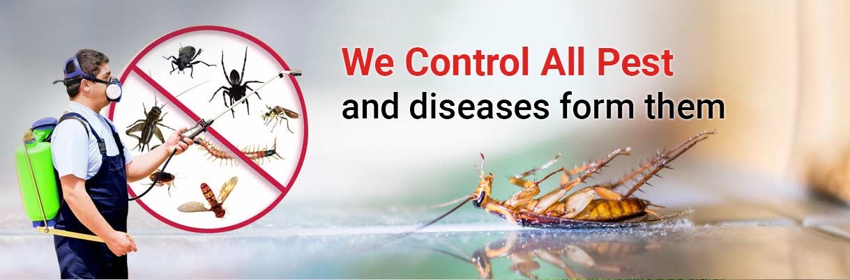 Noida Homeowners Beware: How to Spot and Stop a Cockroach Infestation Early
