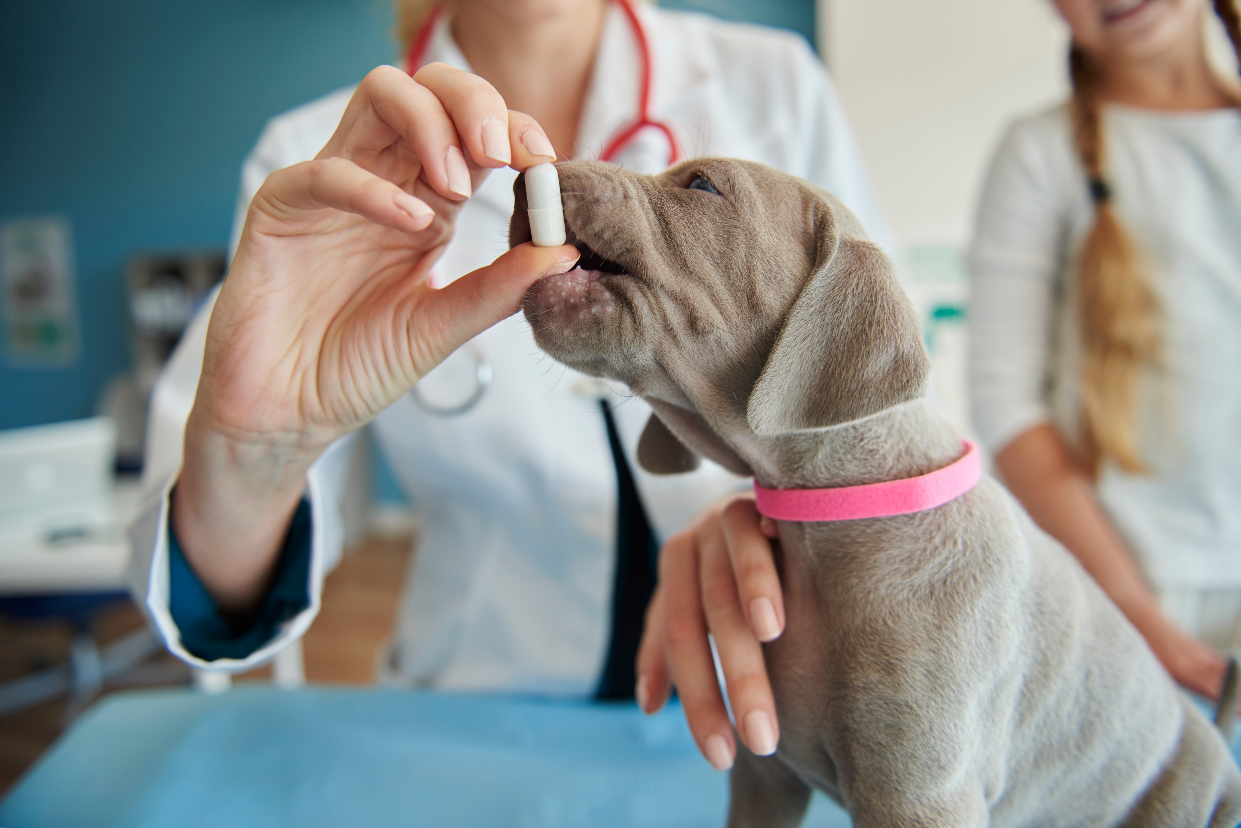  How Veterinary Medicine Distributors Promote Safe Animal Care