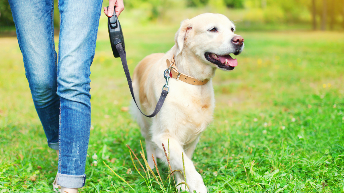 Build the Uber for dog walking service app with Appdupe assistance