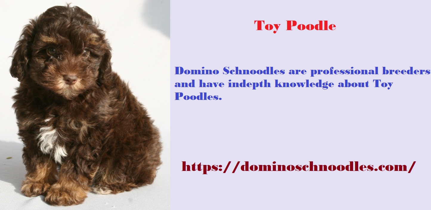 Are Toy Poodles Often Misunderstood?