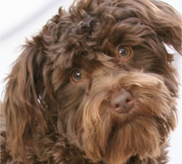 Everything You Wanted to Know About Miniature Schnauzers