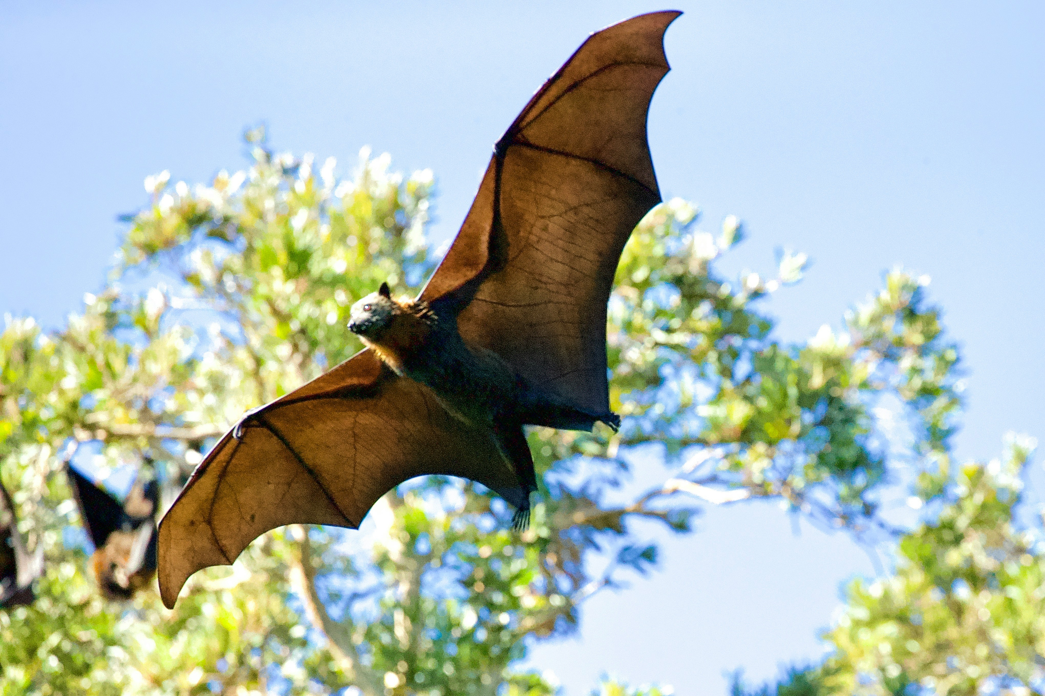 Behavior and Intelligence of Bats