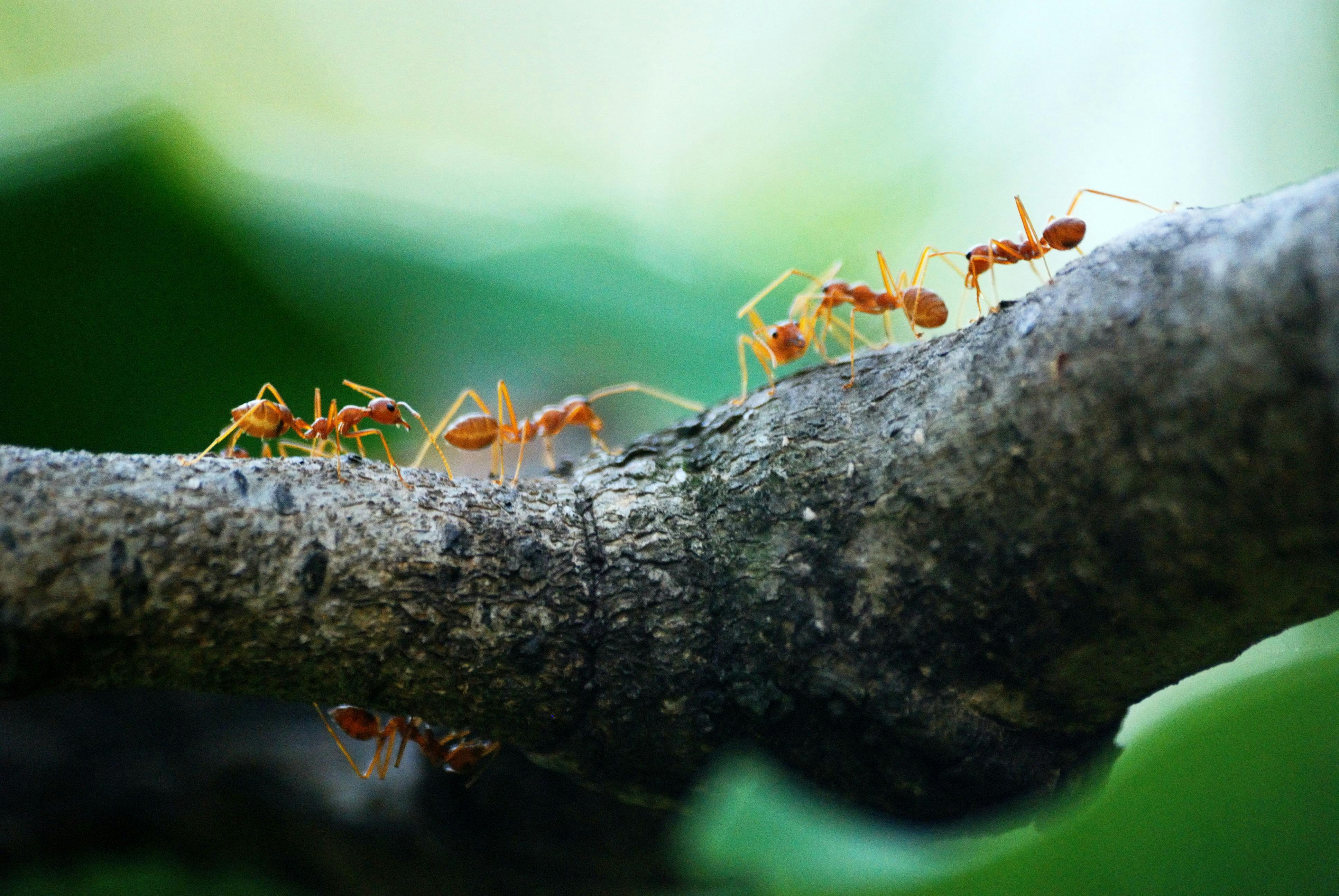 Why Humans Need Lungs but Ants Don’t