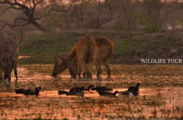 Exploring the World in Style: Curated Travel Experiences by Hello India Tour Europe