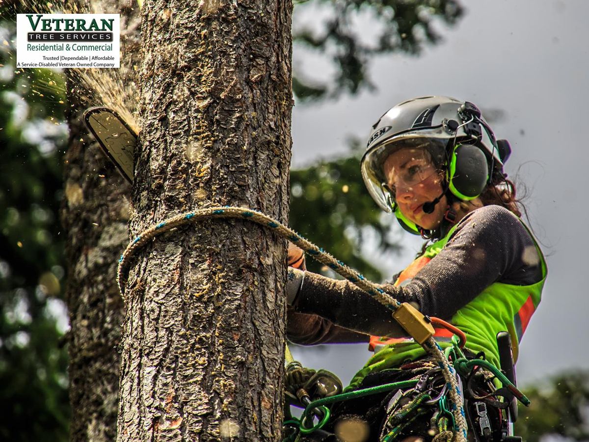 How Tree Stump Grinding in Baltimore Prevents Pest Problems?