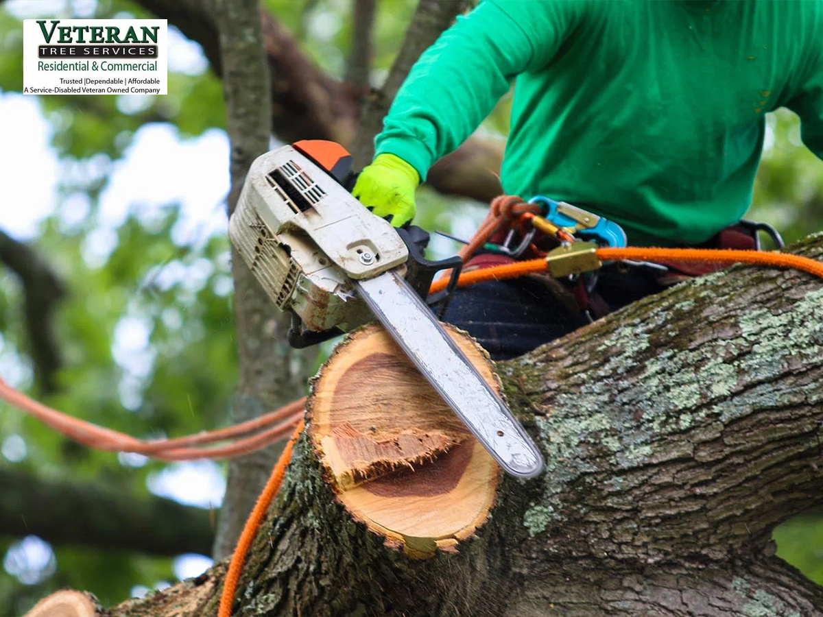 What Professionals Consider in Affordable Tree Removal Service?