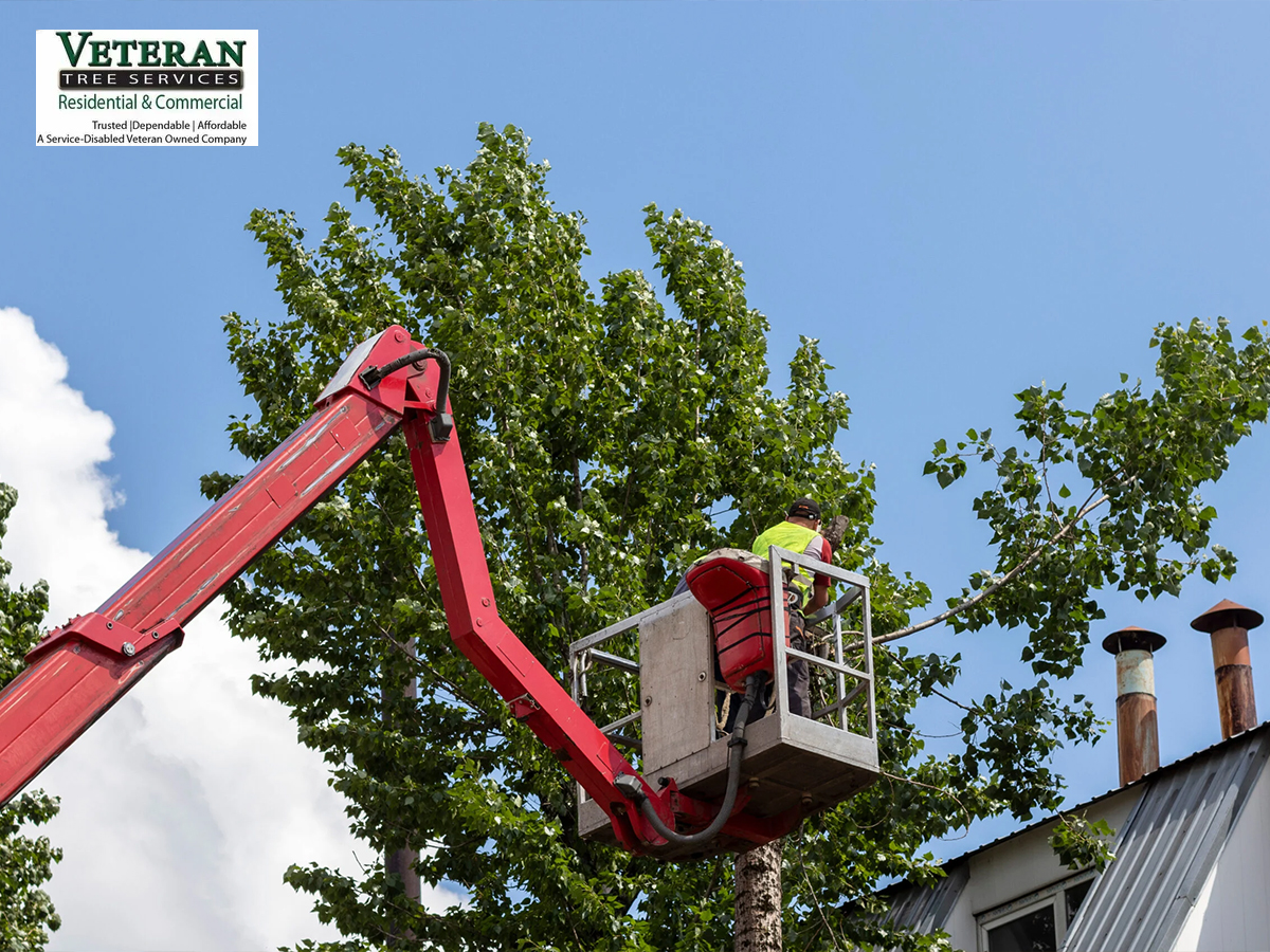 When to Call a‌ Tree Service in MD for Risky Trees?