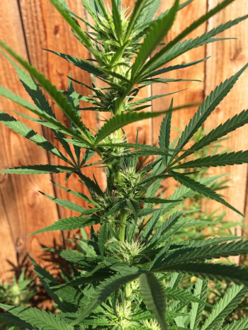 These Hemp Seeds Are a Blessing