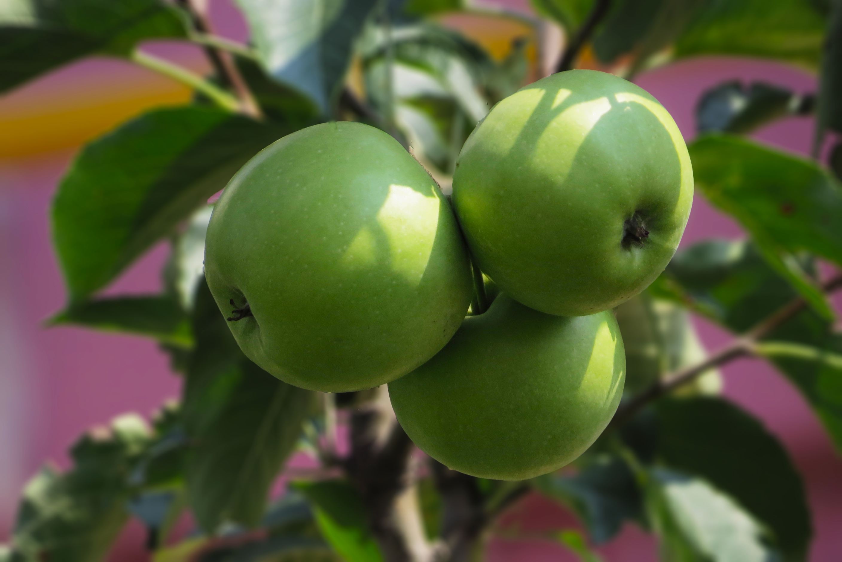 Why “Young Apple” Concentrated Juice Powder Is a Different Game Entirely
