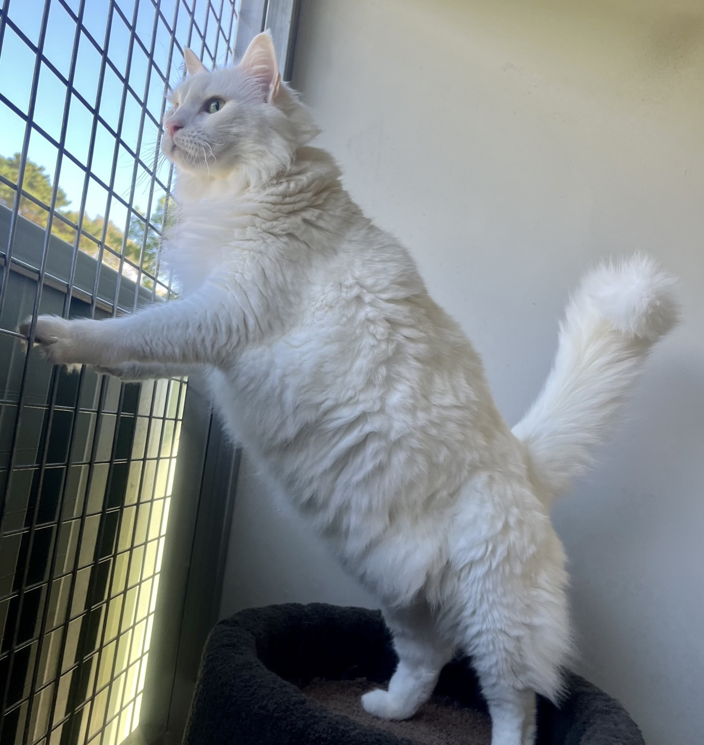 What Makes Modern Cat Kennels Different?