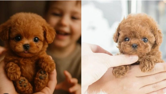 Wuffy Robot Puppy Canada: Updated Price How It Compares to Competitors!