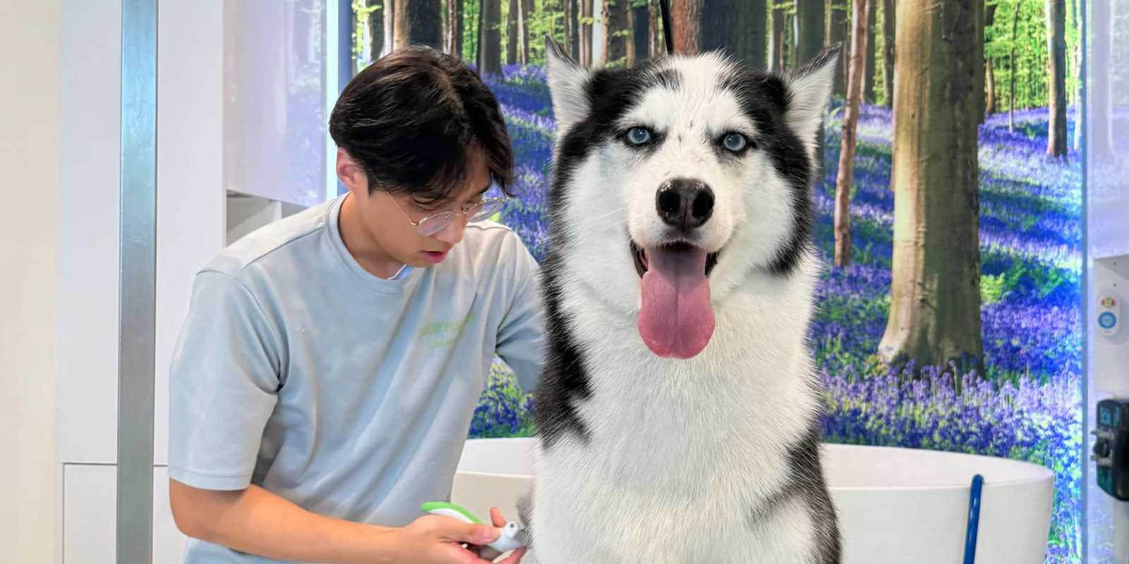 Best Dog Grooming Spa Packages in USA: A Complete Guide for Pet Parents